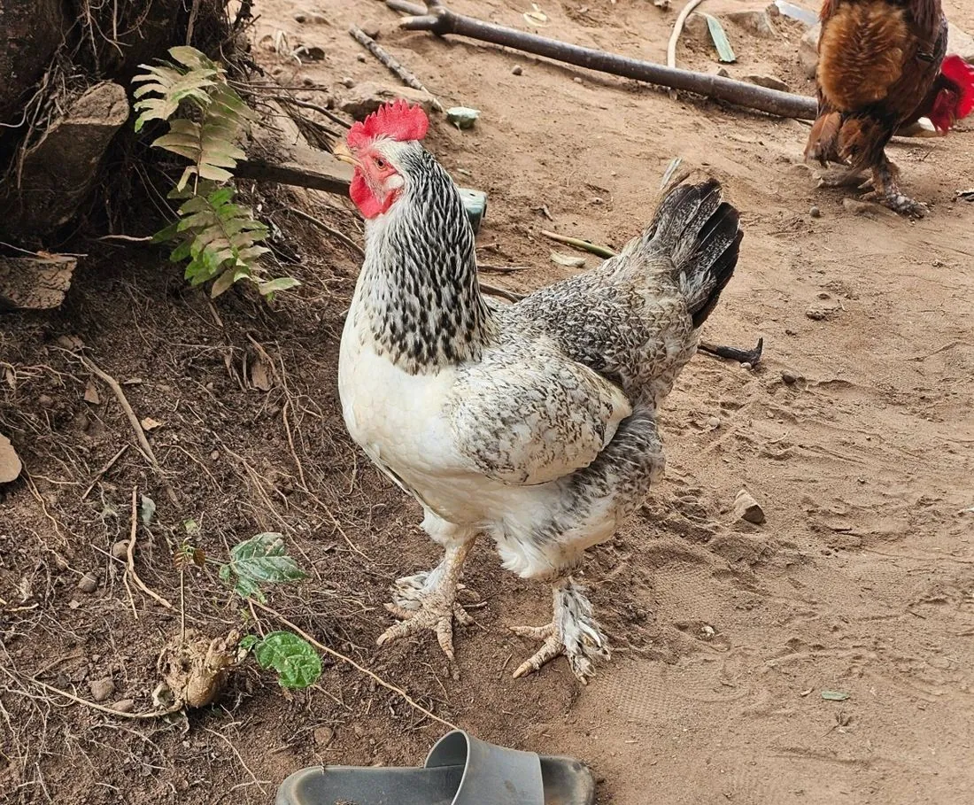 Free-range chicken at Nauvitel Farm