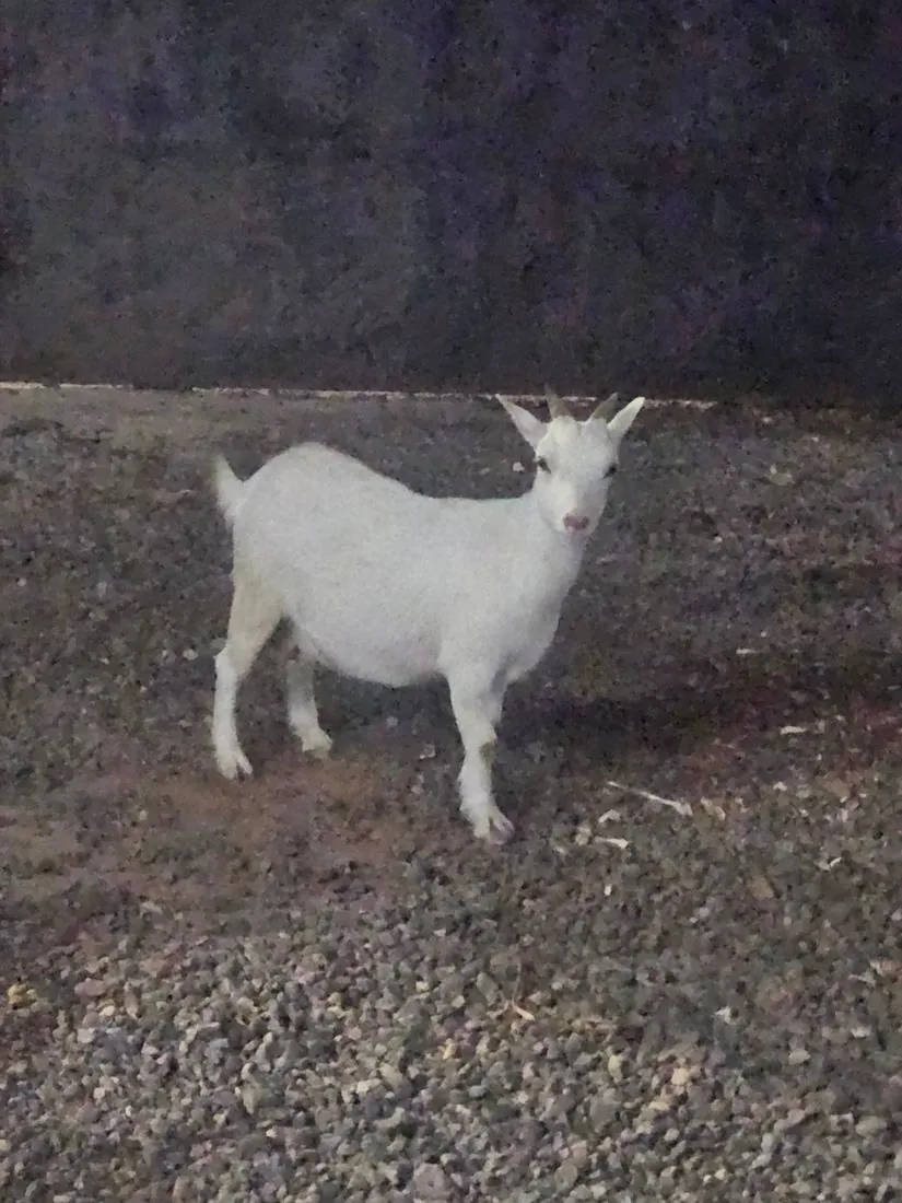Young goat in the evening